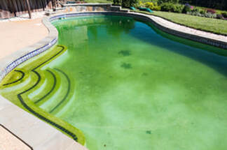 Picture of a pool with algae and green water.